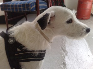 Ludo!