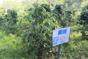 Andong Sari