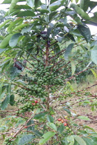 Bayu 3