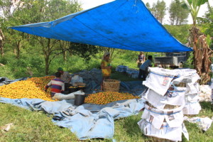 Citrus harvest