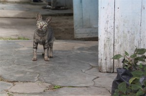 Kitteh!