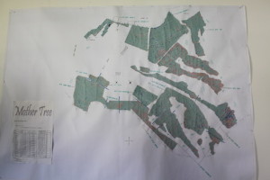Map of every Wahana tree