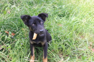 Puppy!