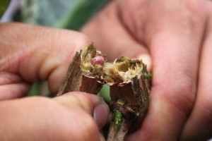 because of this guy, the red stem borer