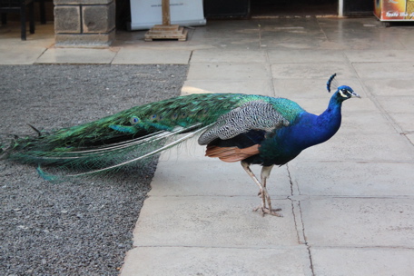 Peacock!