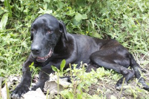 Chiqui