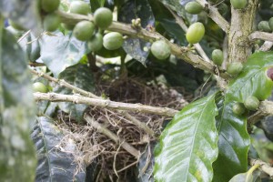 If you're an organic farm, you're gonna get birds nesting in your coffee trees!