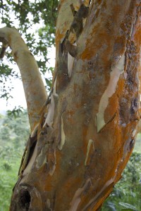 Trunk of a Guayaba tree