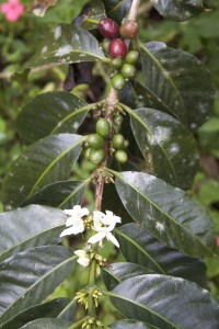 La Gloria tree